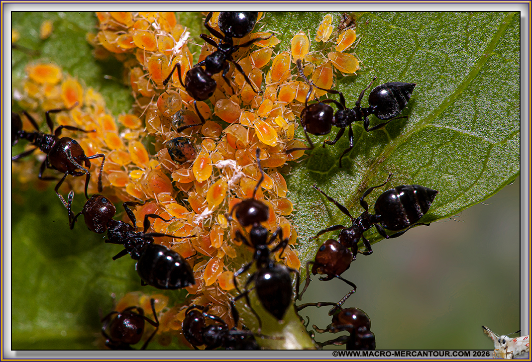 FOURMIS